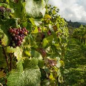 Stati Generali del Vino, Statti (Confagricoltura): Rendere più flessibile l'uso degli interventi strutturali e utilizzare tutti i fondi