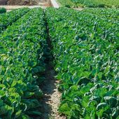 Piccole e Medie Imprese agroalimentari: dal campo al piatto