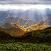 Agricoltura lucana, Cicala traccia la rotta per il 2026: "Da oggi la programmazione diventa sviluppo concreto"