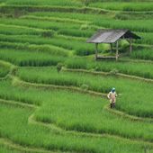 Toscana, rinnovata fino a fine 2026 l'intesa contro il caporalato in agricoltura