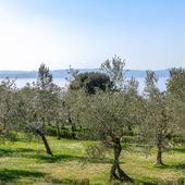 Olivi lombardi, via libera alla combustione dei residui di potatura: deroga fitosanitaria per il 2026