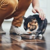 Pet food, un mercato da 200 miliardi ma i proprietari sono confusi: ecco i 10 trend del futuro Pet food, un mercato da 200 miliardi ma i proprietari sono confusi: ecco i 10 trend del futuro