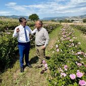 Basilicata, al via il bando per i vivai forestali: Cicala investe sulla qualità per il futuro dei boschi