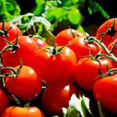 Agronetwork - L’oro in bocca - Tradizione e innovazione nell’agroalimentare conserviero: consumi, packaging, nuovi scenari – appuntamento a Salerno il 20 ottobre