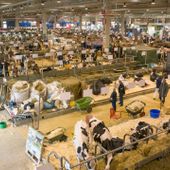 CREMONA: FIERE ZOOTECNICHE INTERNAZIONALI PUNTANO SULLA  FORMAZIONE DI SETTORE DEI GIOVANI