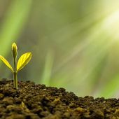 Ddl imprenditoria agricola 'under 40'. Gioia (Giovani Confagricoltura): Segnale importante, ma serviva più coraggio