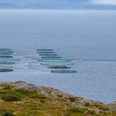 Pesca e acquacoltura, API: Settore fondamentale. Le priorità da affrontare: etichettatura, tempi per le concessioni e rivedere strategie UE