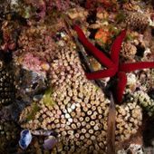 Marevivo lancia “MedCoral Guardians” per la tutela dei coralli