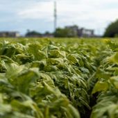 Sigarette illecite in aumento in Ue, Italia modello nel contrasto