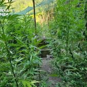 Sequestrate a Vibo Valentia 5,5 tonnellate di marijuana, un arresto Sequestrate a Vibo Valentia 5,5 tonnellate di marijuana, un arresto