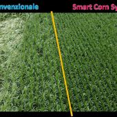 Preceon, il futuro del mais si sviluppa con Bayer in Italia