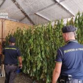 Scoperta maxi piantagione di marijuana nel Palermitano, un arrestato