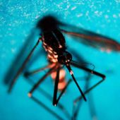 Da inizio anno 718 casi di West Nile in Italia, 49 decessi Da inizio anno 718 casi di West Nile in Italia, 49 decessi