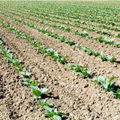 Tabacco, Fit “Anche da OMS rischio duro colpo per il settore” Tabacco, Fit “Anche da OMS rischio duro colpo per il settore”