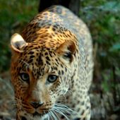 Banca del Fucino entra nella Fondazione Bioparco di Roma