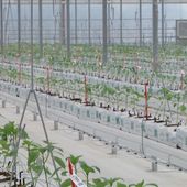 Bayer apre le porte all’innovazione, nuove serre hi-tech a Latina