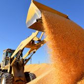 Cina, boom nella produzione di cereali nel 2025