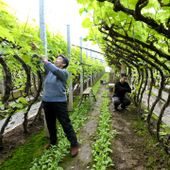 Cina, nuove misure per modernizzare la produzione agricola