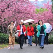 Cina, con i ciliegi in fiore turismo di primavera in crescita Cina, con i ciliegi in fiore turismo di primavera in crescita
