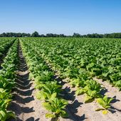Tabacco, UNITAB Europa “L’Ue valuti l’impatto degli interventi normativi” Tabacco, UNITAB Europa “L’Ue valuti l’impatto degli interventi normativi”