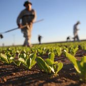 Agricoltura, dalla Regione un bando con 32,5 milioni di finanziamento per investimenti in produzione e competitività