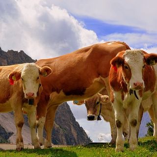 Mercosur, Confagricoltura: Il settore primario deve essere più tutelato