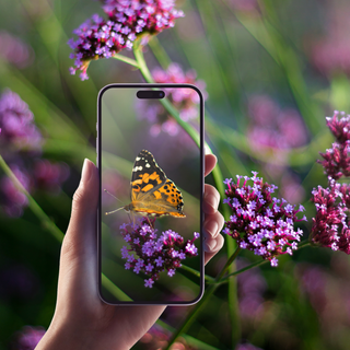 City Nature Challenge 2026, Torino sfida il mondo a colpi di biodiversità urbana