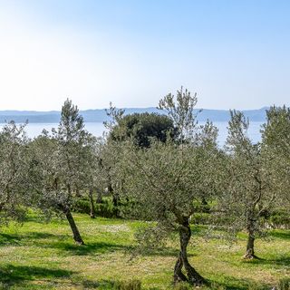 Olivi lombardi, via libera alla combustione dei residui di potatura: deroga fitosanitaria per il 2026