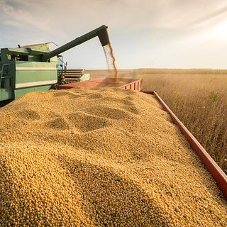 Cresce l'export di grano duro turco e l’Italia ne è il principale porto di approdo: lo studio di Confagricoltura su Affari &amp;amp; Finanza
