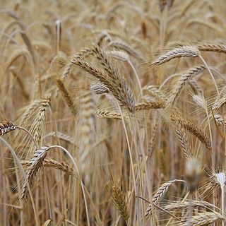 Giornata Europea del Biologico, ConfagiBio: Fare sistema tra tutti gli operatori e rafforzare il settore