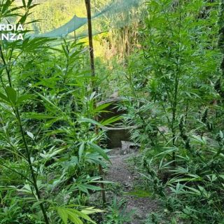 Sequestrate a Vibo Valentia 5,5 tonnellate di marijuana, un arresto