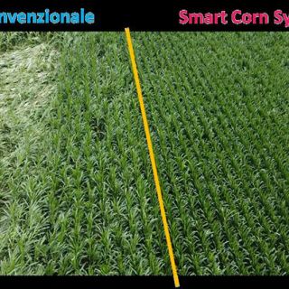 Preceon, il futuro del mais si sviluppa con Bayer in Italia