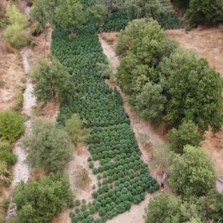 Sequestrate nel Nuorese due tonnellate e mezzo di droga