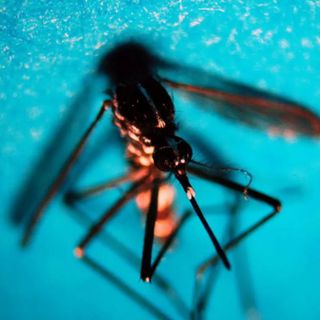 Da inizio anno 718 casi di West Nile in Italia, 49 decessi