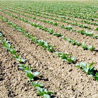 Tabacco, Fit “Anche da OMS rischio duro colpo per il settore”