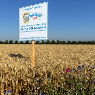 Con “Buongrano” Mulino Bianco porta l’agricoltura rigenerativa a tavola