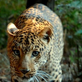 Banca del Fucino entra nella Fondazione Bioparco di Roma