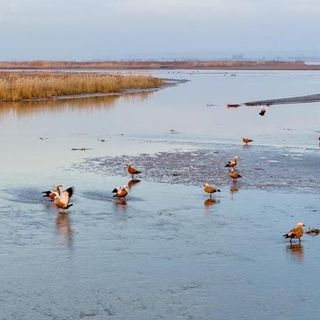 Cina, parco naturale nel Ningxia diventa un paradiso per gli uccelli migratori