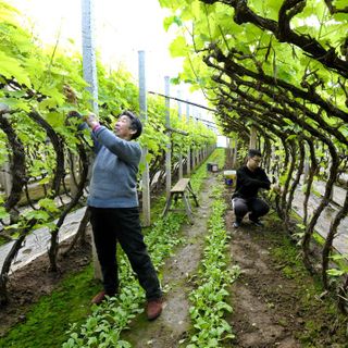 Cina, nuove misure per modernizzare la produzione agricola