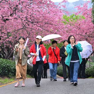 Cina, con i ciliegi in fiore turismo di primavera in crescita