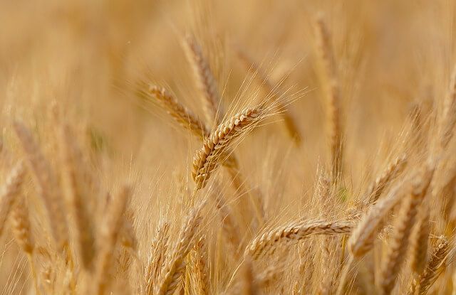 Giansanti: “Costruiamo insieme un nuovo modello agricolo. Il settore primario fondamentale per lo sviluppo sostenibile”