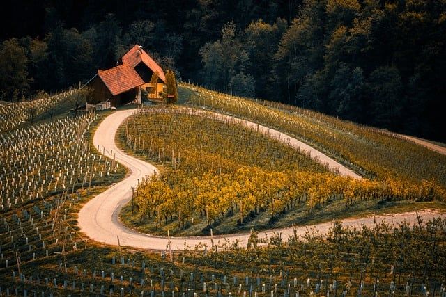 AGRIcoltura100: le imprese agricole italiane rafforzano gli investimenti in sostenibilità e innovazione per crescere