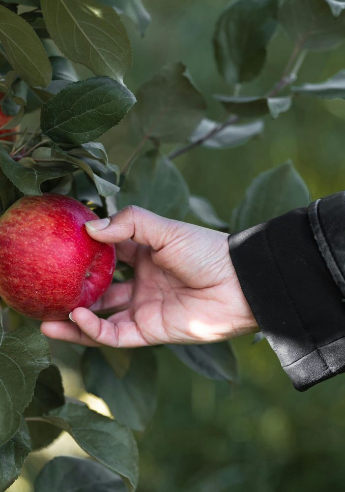 Raccolta frutta, cercasi manodopera: il dilemma degli agricoltori