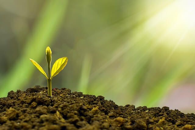 L'estate che non arriva fa salire, a maggio, i prezzi dei prodotti ortofrutticoli. In rialzo anche pollame e latte