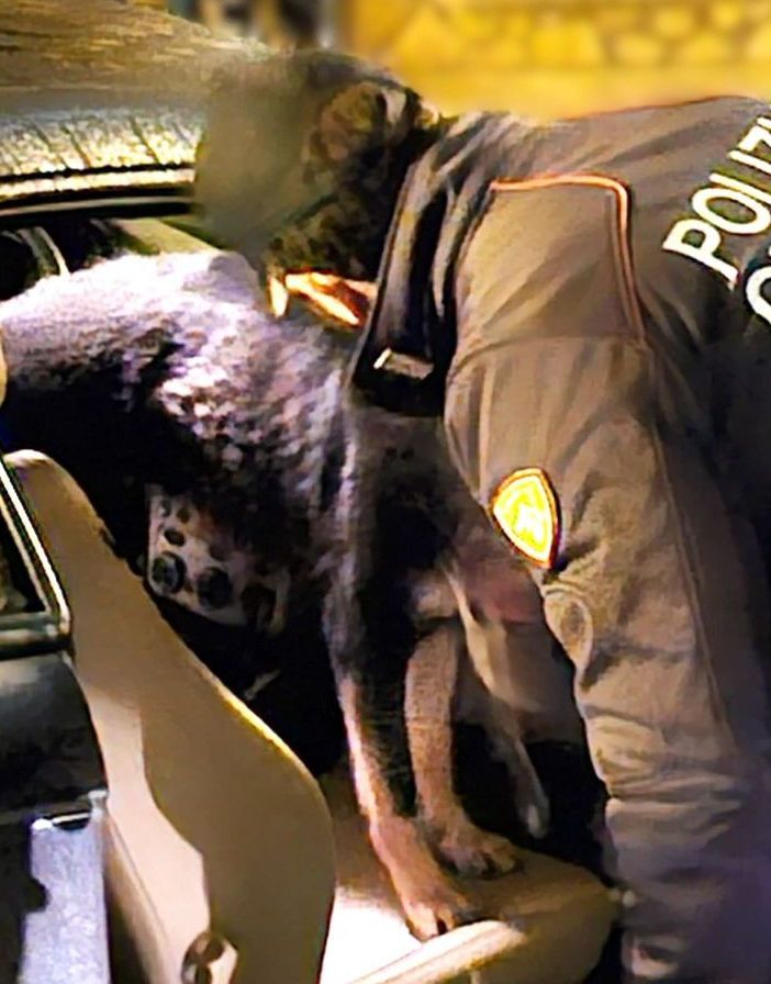 Stroncato traffico di droga a Caltanissetta, 8 misure cautelari