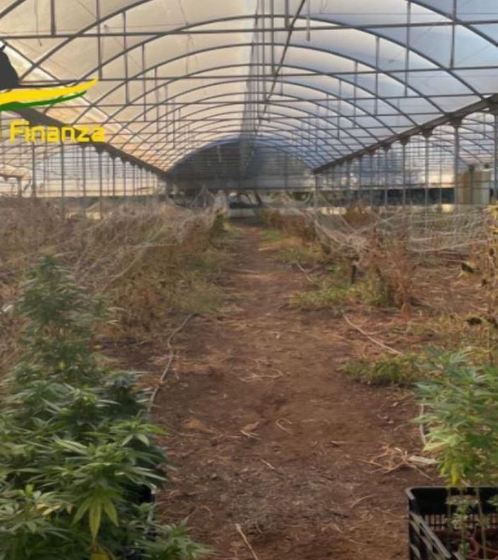 Sequestrati a Bari 610 chili di marijuana, due indagati