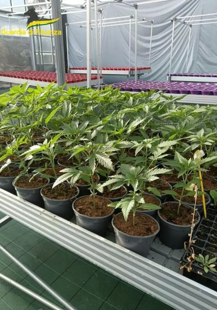 Savona, smantellata rete dedita al traffico internazionale di droga