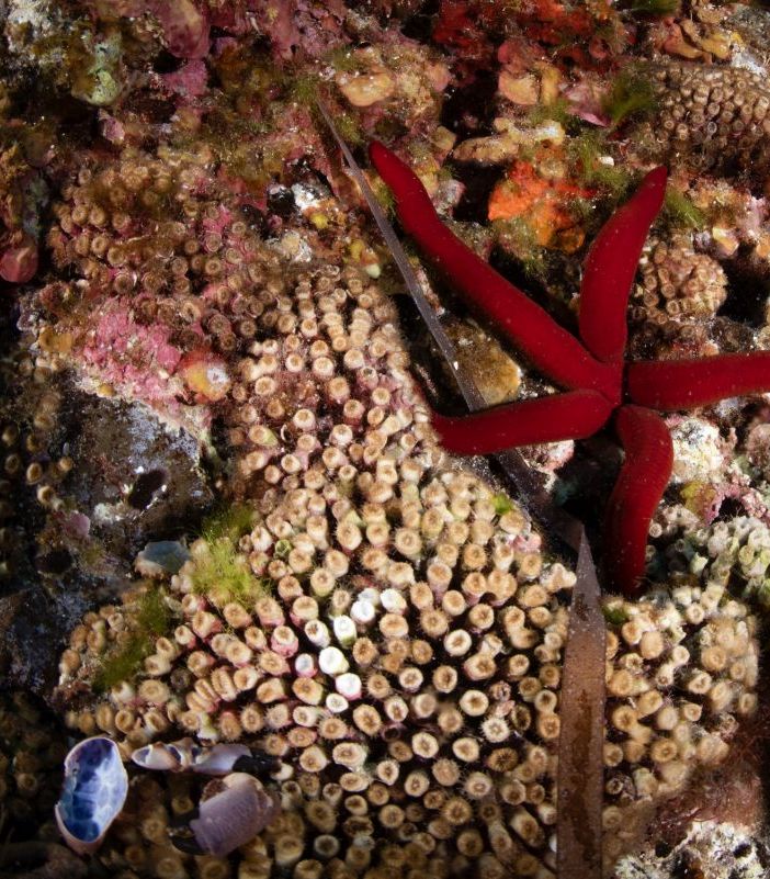 Marevivo lancia “MedCoral Guardians” per la tutela dei coralli