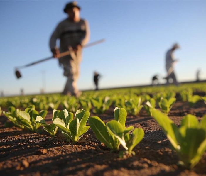 Agricoltura, dalla Regione un bando con 32,5 milioni di finanziamento per investimenti in produzione e competitività