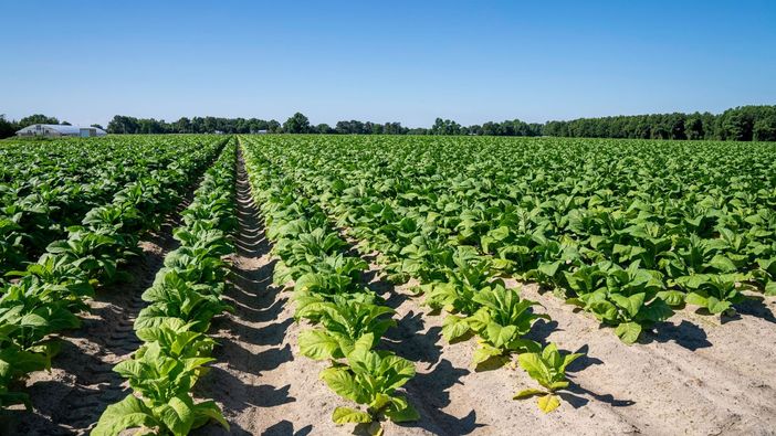 Tabacco, UNITAB Europa “L’Ue valuti l’impatto degli interventi normativi” Tabacco, UNITAB Europa “L’Ue valuti l’impatto degli interventi normativi”